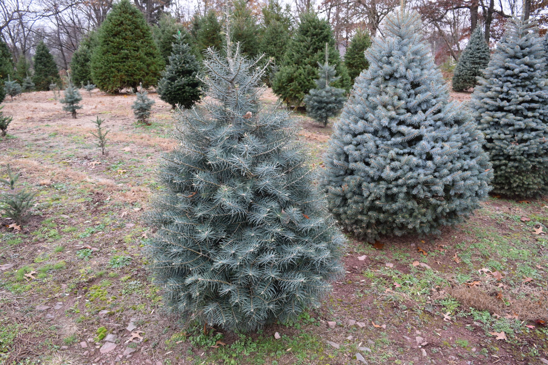 DSC_0746.JPG